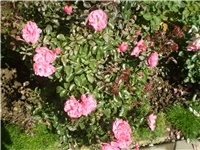 2a785e5c-Picture 660.jpg